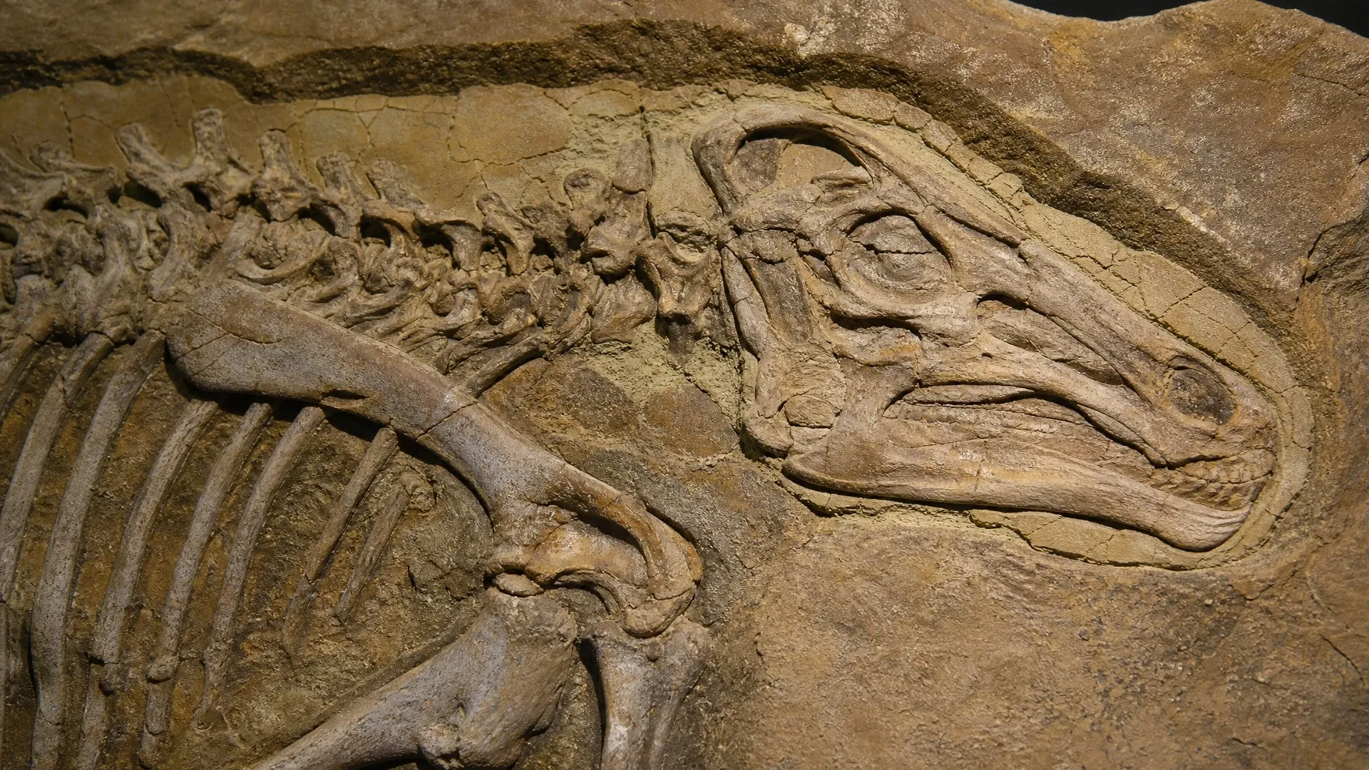 Edmontosaurus fossil surface beside a reconstruction of the clay layer that recorded the body's outer boundary.