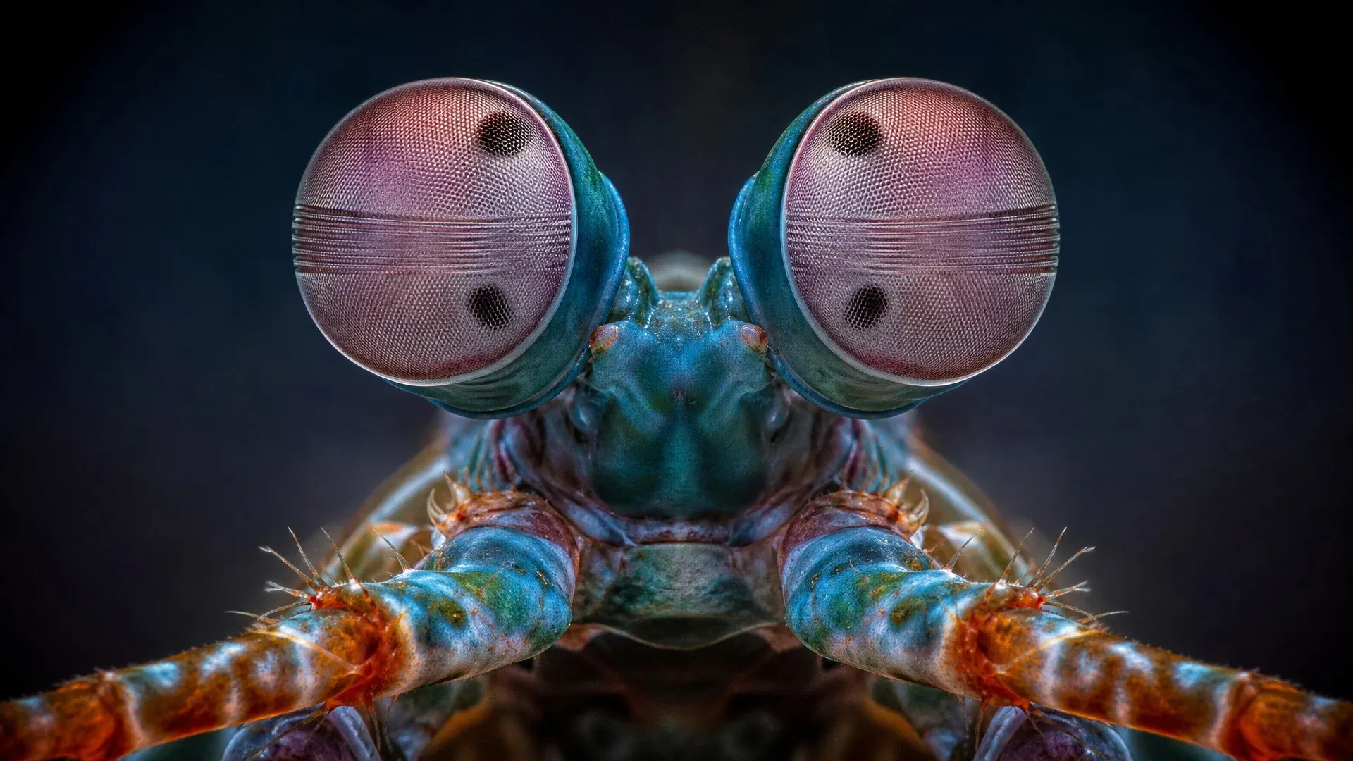 Front view of a mantis shrimp with the horizontal midbands clearly visible across both compound eyes.