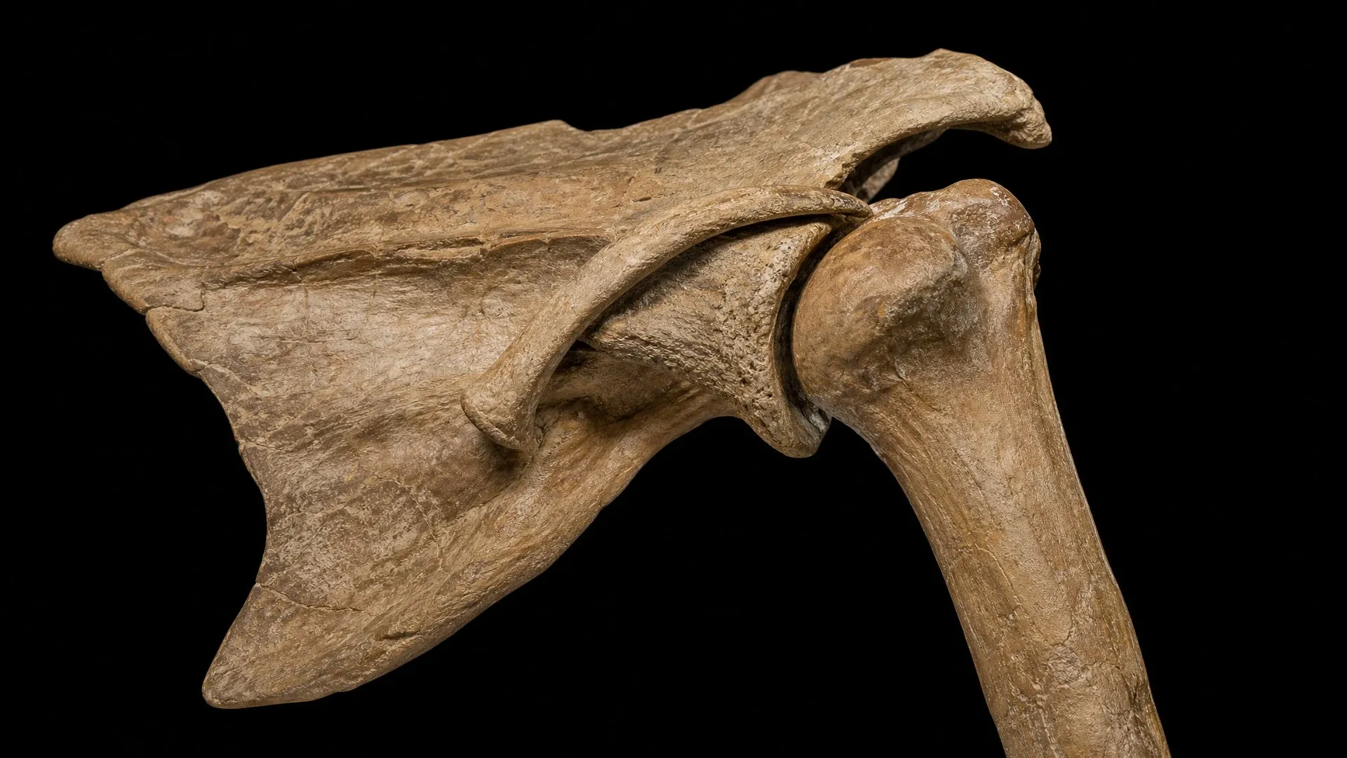 Close view of a fossil shoulder blade and upper arm joint against a black background.