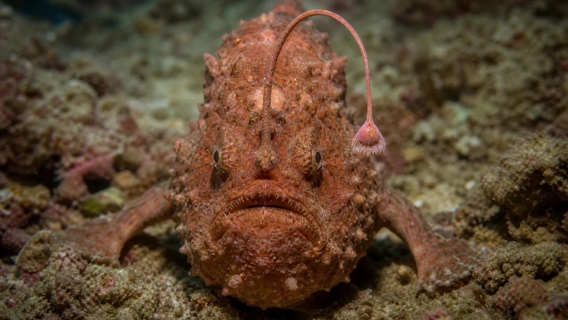 Close view of a brown frogfish on the seafloor with its curved illicium and pale lure raised above its head.