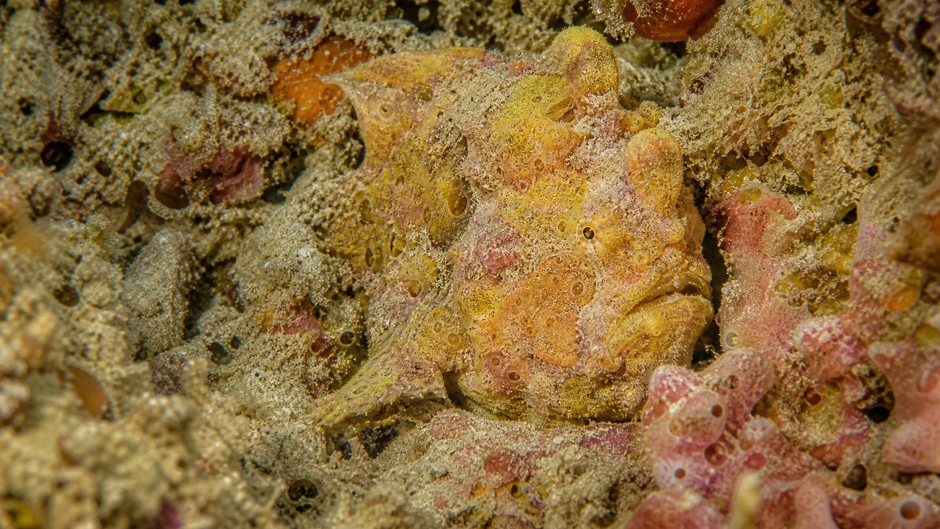 Mottled frogfish blending into an uneven reef of similarly colored rock, sponge, and coral growth.