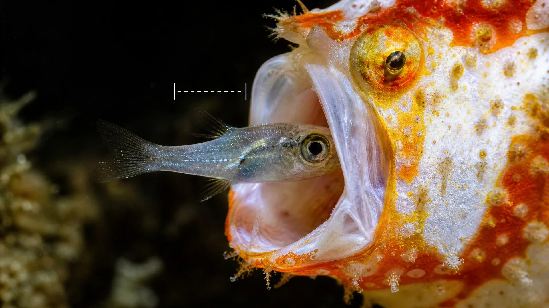 Orange and white frogfish opening its mouth toward a small fish shown within very short striking distance.