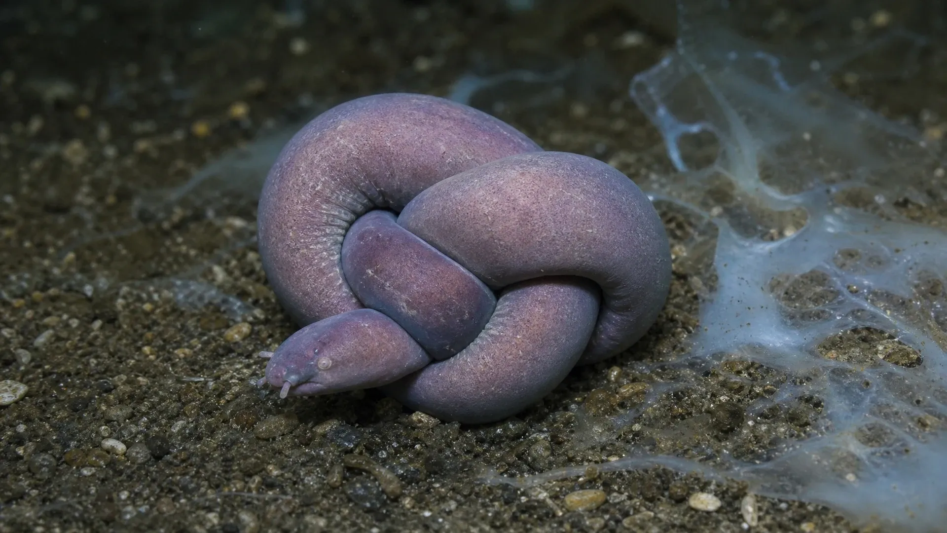 A hagfish ties its flexible body into a compact knot beside a patch of pale slime on the seafloor.