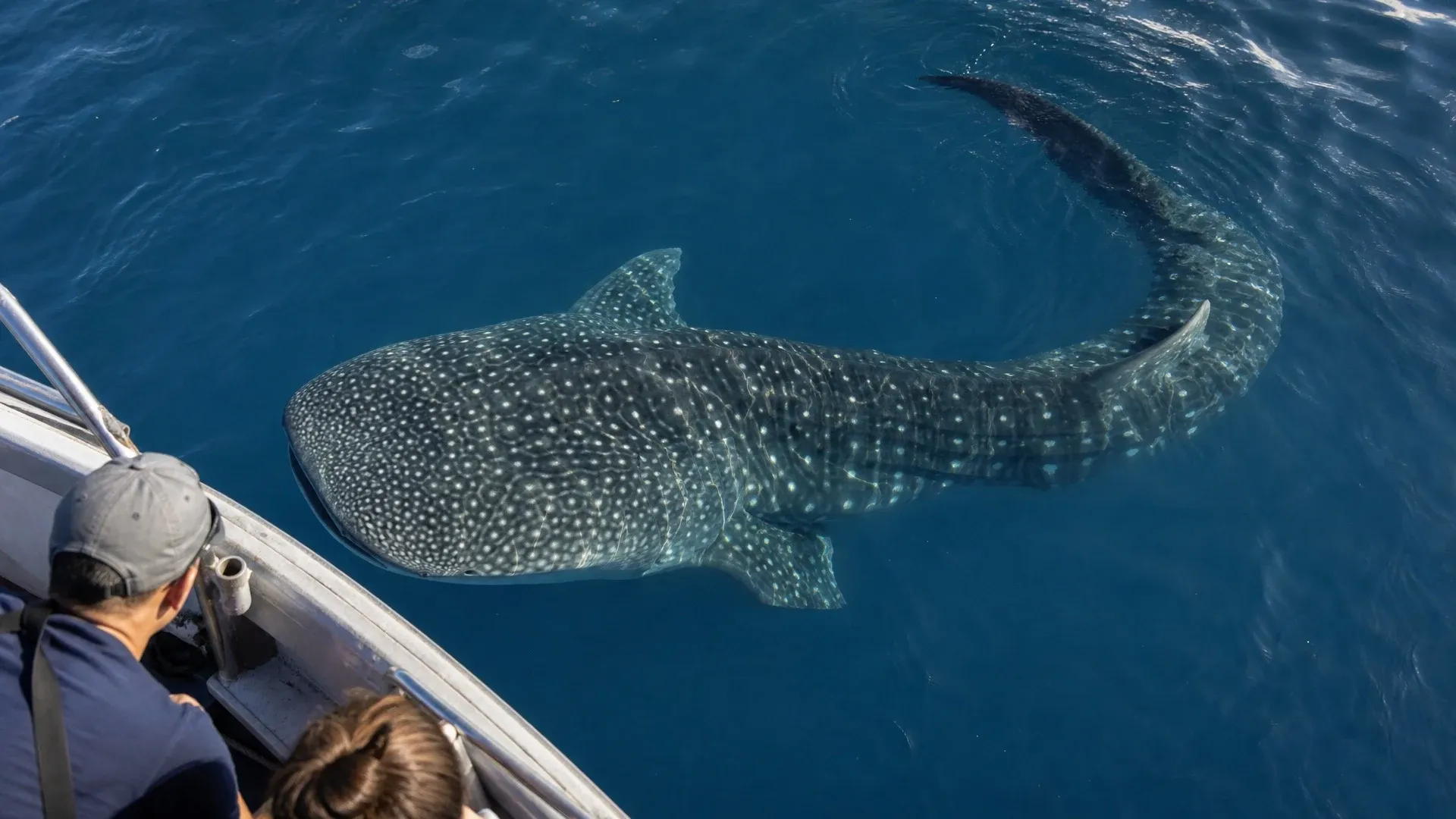 Researchers observe a whale shark curving near a boat at the ocean surface.