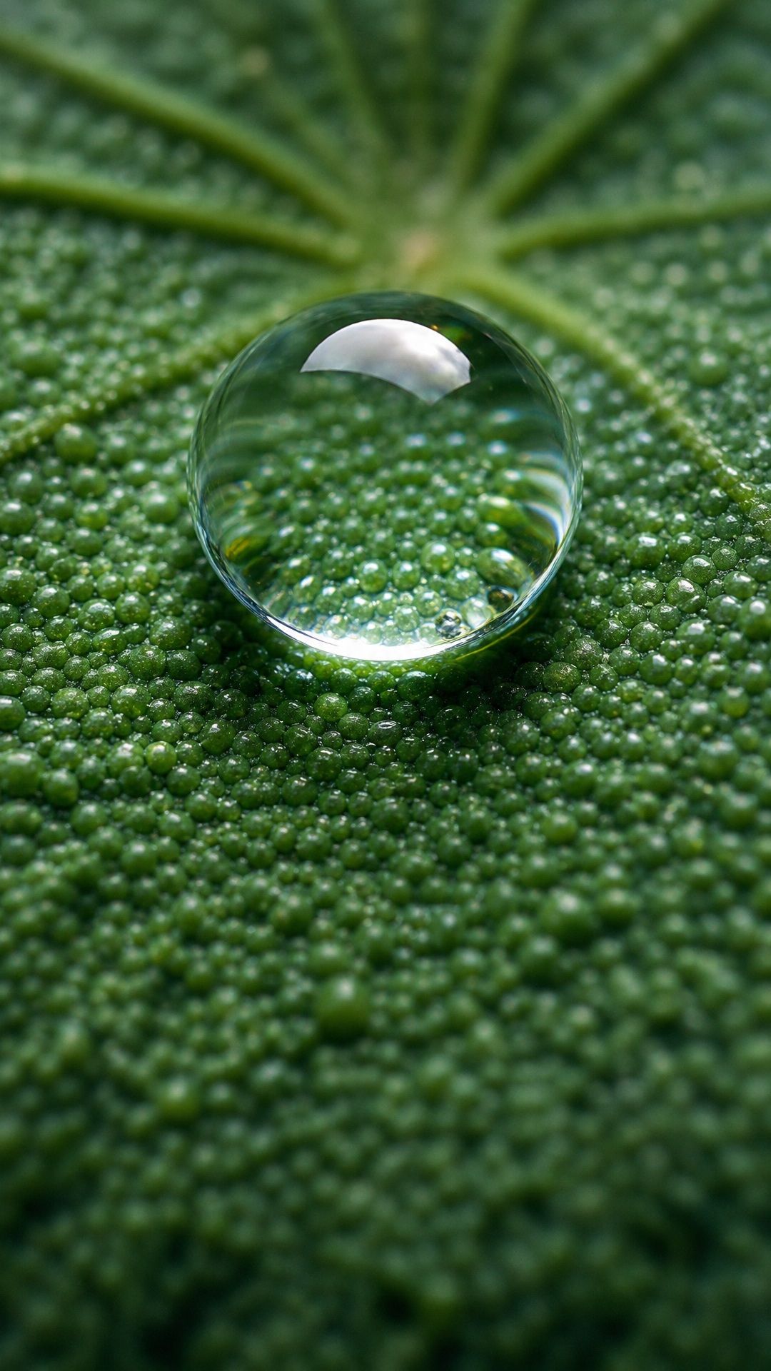 A perfectly rounded water droplet resting on the microscopic texture of a green lotus leaf.