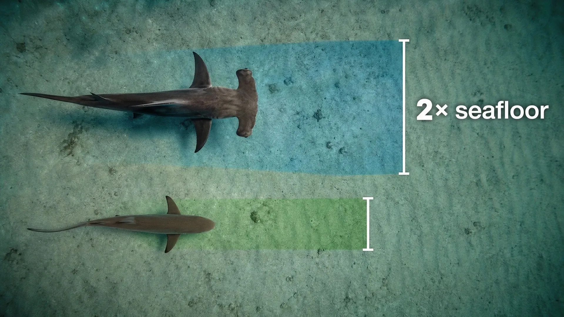 Two hammerhead species of different head widths sweep differently sized strips of sandy seafloor.