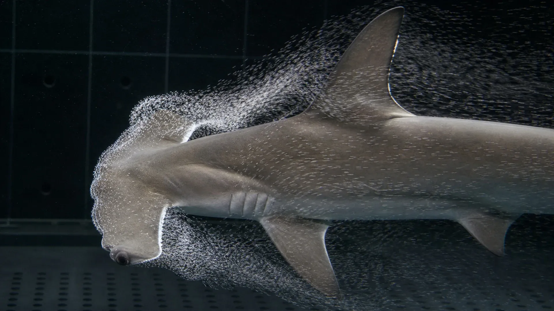Water flows around a hammerhead model to show pressure and drag across the cephalofoil.